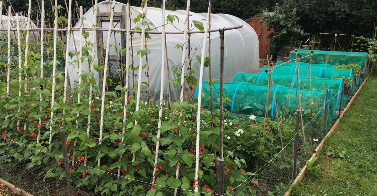 An allotment with beans